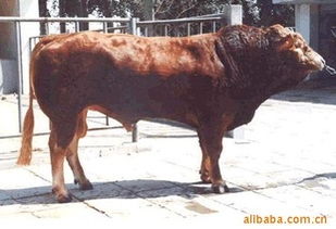 優(yōu)質(zhì)肉牛投資指南 山東億財(cái)牧業(yè)的低風(fēng)險(xiǎn)飼養(yǎng)與銷售前景